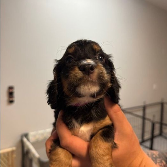 Meet your Posher, Marci - Picture 2 of 4